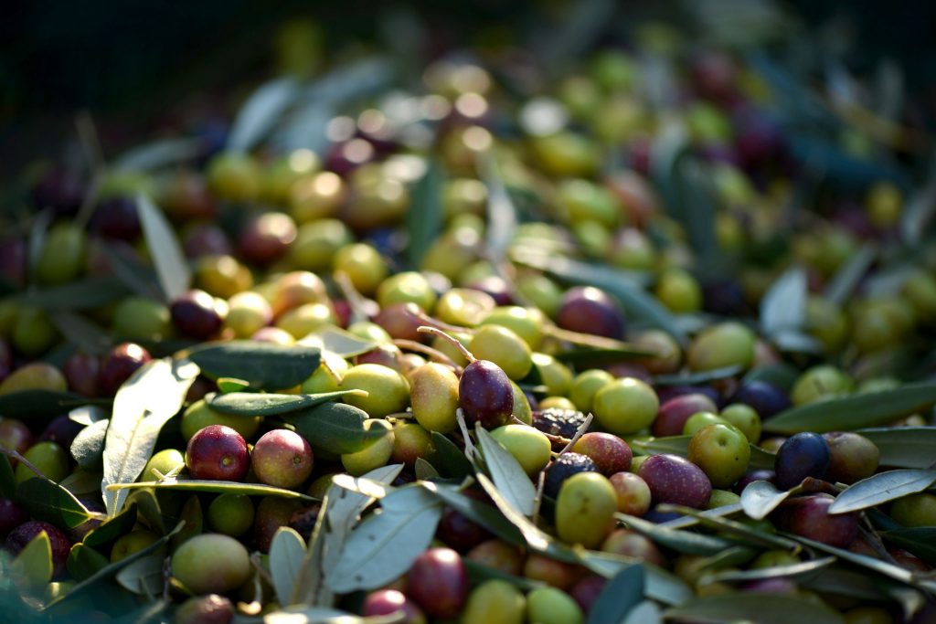 Oliven - die Kleinen, Schönen, Runden und Gesunden - eBalance Blog